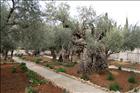 35 Garden of Gethsemane